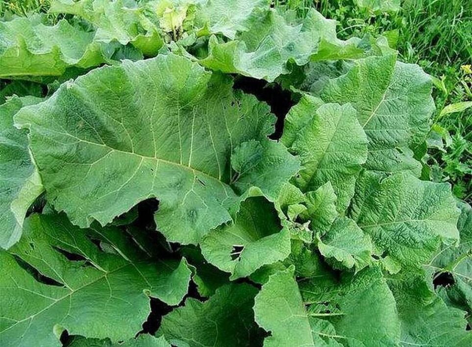 Burdock Blieder - e Folk Heilmittel fir d'Behandlung vu Krampfadern